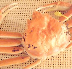 Echizen Crab   Large size: around 1.0kg